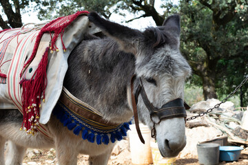 Burro ataviado con su aparejo de trabajo - obrazy, fototapety, plakaty