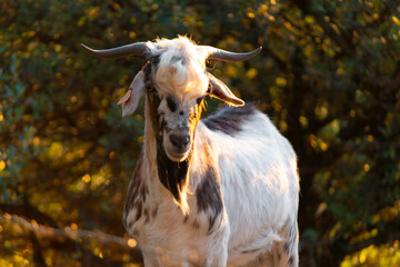 Chivo de raza payoya natural dell sur de Espa&ntilde;a