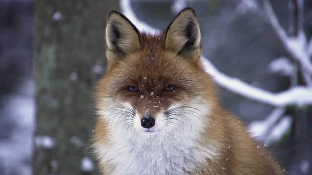 Portrait of a fox in winter. The fox looks around.