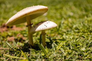 Small edible mushrooms growing in nature. Food for vegans and vegetarians.