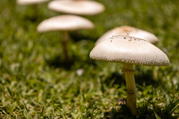 Small edible mushrooms growing in nature. Food for vegans and vegetarians.