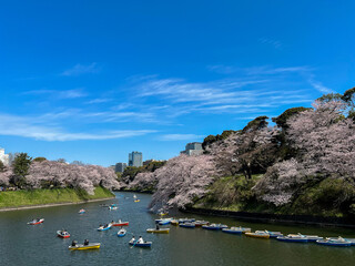 桜、ボート、千鳥ヶ淵