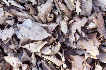 Mieszanka zwiędłych liści po jesieni. 