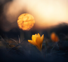 Yellow crocuses in the forest under the spring sun. Amazing flower sunset