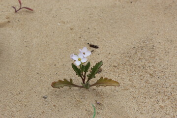 flower in sand