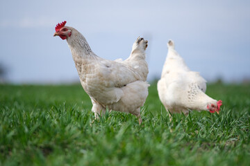 White chicken on a green background. The bird grazes on the grass. 
