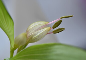 Obraz premium Alstroemeria flower bud - purplish pink flower close-up macro. floral background