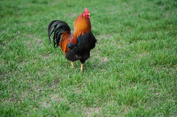 Rooster in the yard. Poultry on a green background. The male is alone on the grass. 