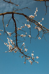 blossoming apricots