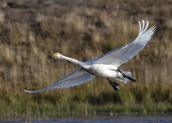 goose in flight