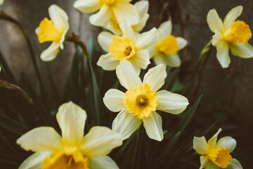 Obraz na płótnie Canvas daffodils in the garden