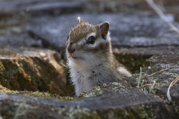 gopher on the ground