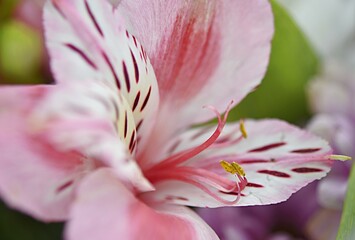 Alstroemeria - purplish pink flower close-up macro. floral background