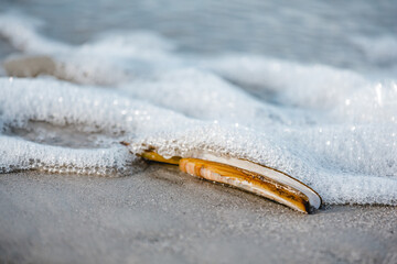 Muschel am Meer, Strand, amerikanische Scheidenmuschel