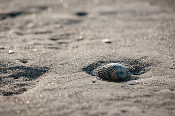 Muschel am Meer, Strand, gemeinde Herzmuschel