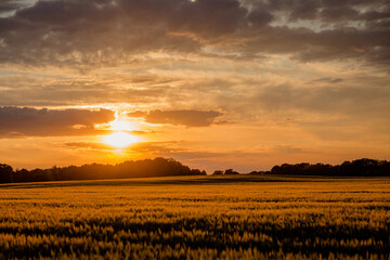 Sonnenuntergang mit Getreidefeld