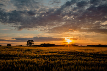 Sonnenuntergang  Getreidefeld