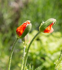 Young blooming poppy buds on a blurred background. Soft focus. Close-up.