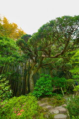 Bamboo forest at the traditional guarden