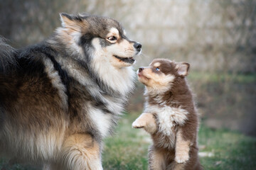 Finnish Lapphund dog and puppy playing