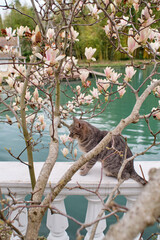 pink magnolia flowers and cat