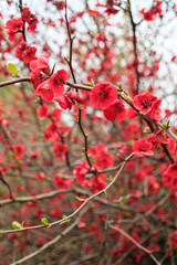 Chaenomeles japonica (Japanese Quince). Red flowers