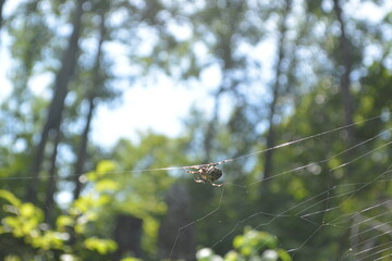 A spider hanging on a web against a forest background