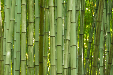 Bamboo forest thicket, green vegetation natural background