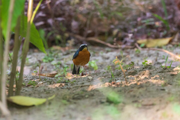 Indian blue robin (Larvivora brunnea) at Rabindra Saravar, Kolkata, India.