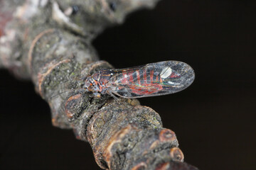 Pear sucker Cacopsylla pyrisuga is a pest of European pear - Pyrus communis (pear sucker) causes leaves rolled or folded in orchards and gardens.