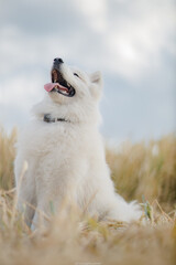 Golden retriever lies in the summer on the green grass in the rays of the setting sun