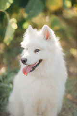 Golden retriever lies in the summer on the green grass in the rays of the setting sun