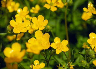 yellow flowers for desktop background