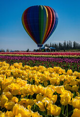 hot air balloon and field of tulips