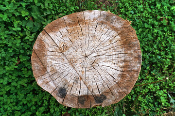 Close-up view of a tree stump standing on the lawn.