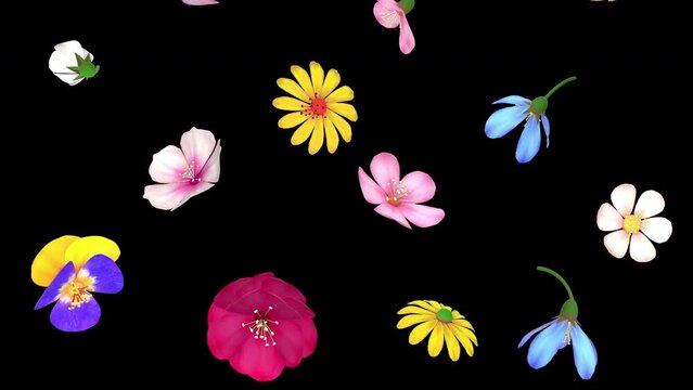 Colourful spring or summer flowers, pansies, daisies, cherry blossoms, roses slowly falling down, seamless looping 3D animation, isolated with alpha matte.