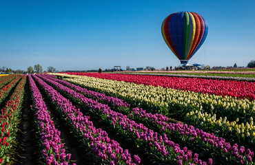Hot air balloon on a field of tulips
