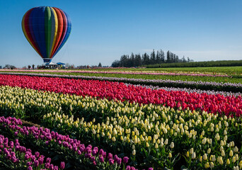Hot air balloon over colorful tulip field