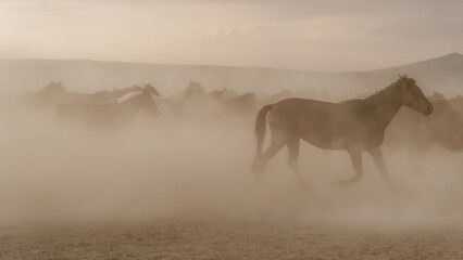 Wild horses running and kicking up dust. Yilki horses are wild horses with no owners in Kayseri,...