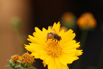 Bee on yellow flower 