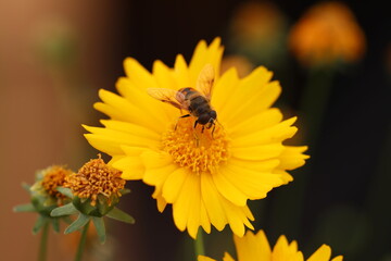 Bee on yellow flower 