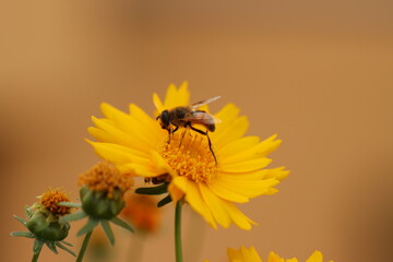 Bee on yellow flower 