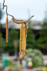 The Corkscrew hazel (Corylus avellana Contorta) male catkins in the early spring.
