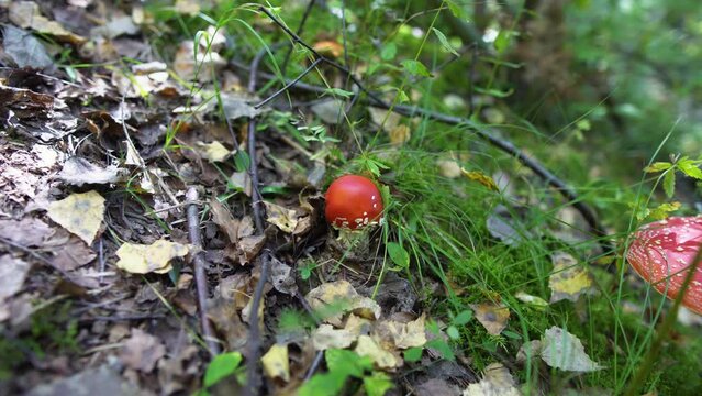 Small fly agaric mushroom in the green forest 10bit