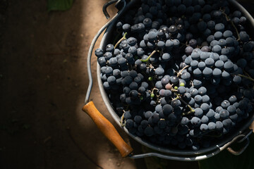 Harvesting. Box of ripe blue grapes on the background of ground. Copy space