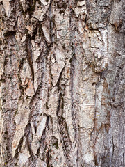 close-up photo of the bark of a tree