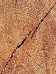 approximate image of a cut tree as a background