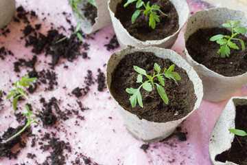 Seedling. Tomato seedling transplanting process. Young vegetable seedlings of tomatoes...