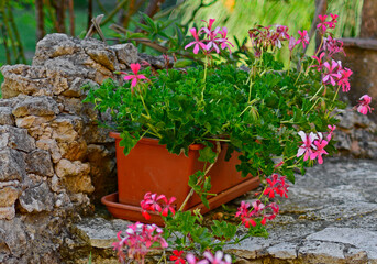 pelargonia bluszczilistna różowe kwiaty, Pelargonium peltatum 