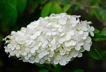 biała hortensja bukietowa, białe kwiaty, hydrangea paniculata, polar beer © kateej